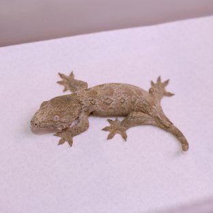 노멀
