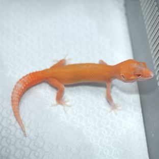 벨 텐저린 레드 데빌