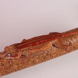 레드 스트라이프