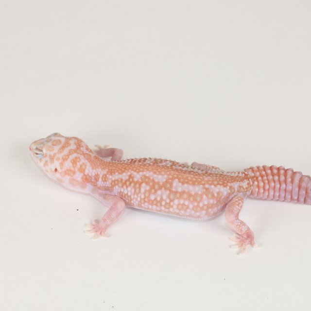 화이트아웃 아멜라니스틱 패턴리스