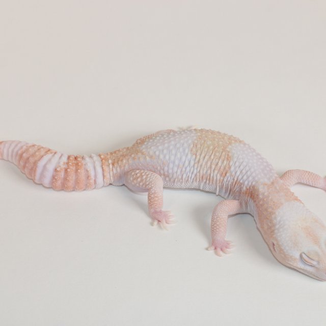 아멜라니스틱 카라멜