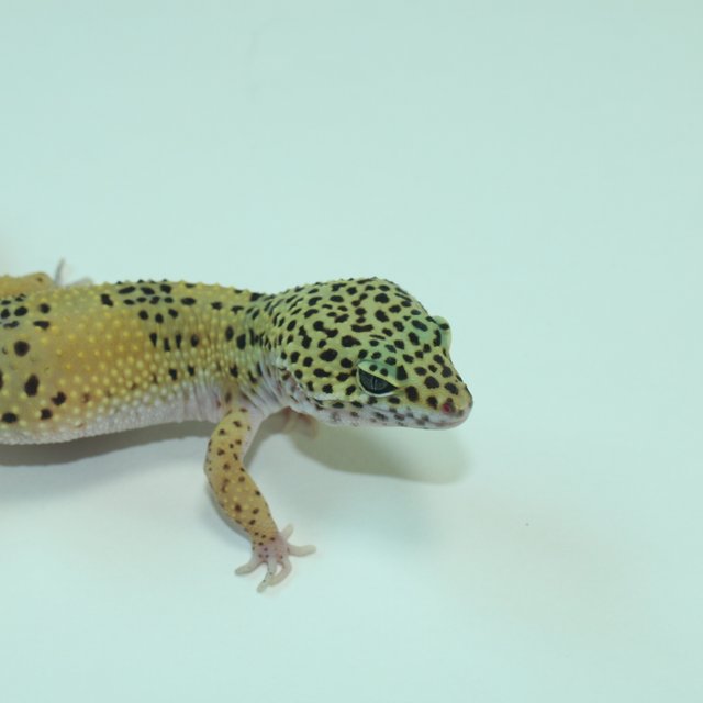 머피 패턴리스 사이퍼