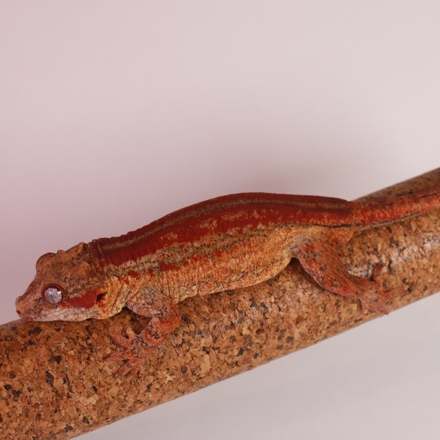 레드 스트라이프