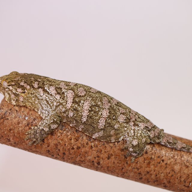 누아나 리핀리치스