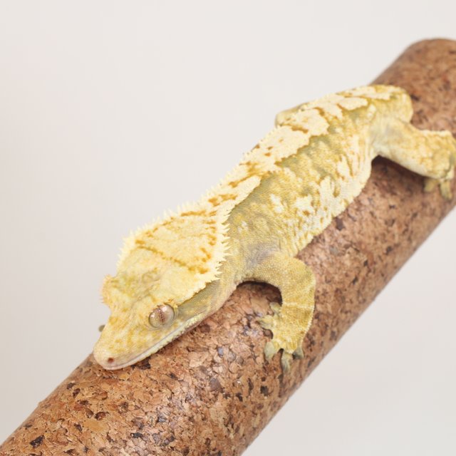 트라이 익스트림할리퀸