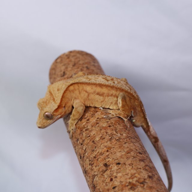 크림
