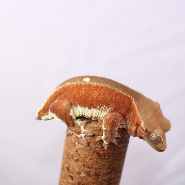 레드 팬텀 릴리화이트