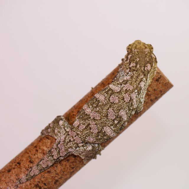 누아나 리핀리치스