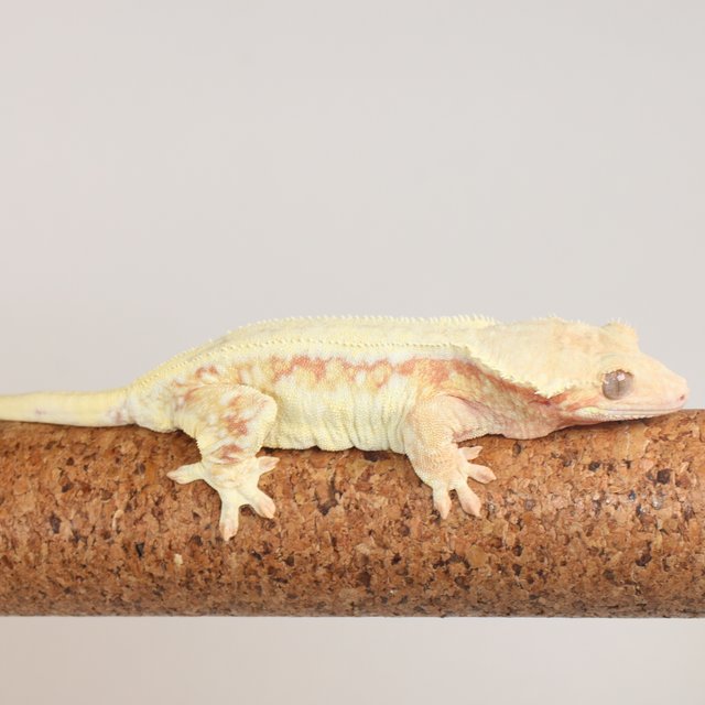 릴리화이트 레드