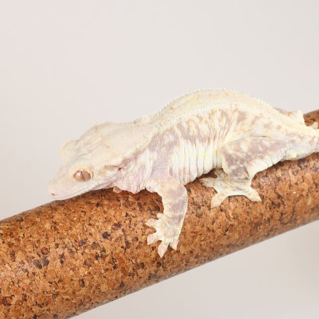 릴리화이트 레드