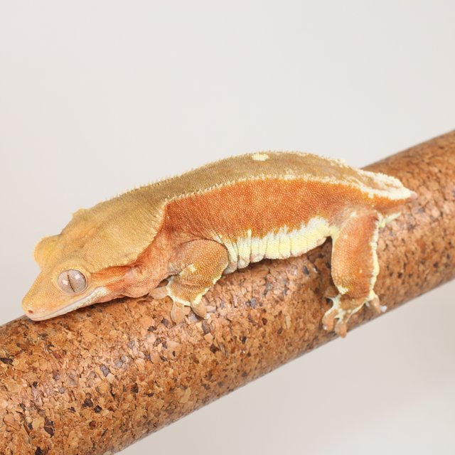 레드 팬텀 릴리화이트