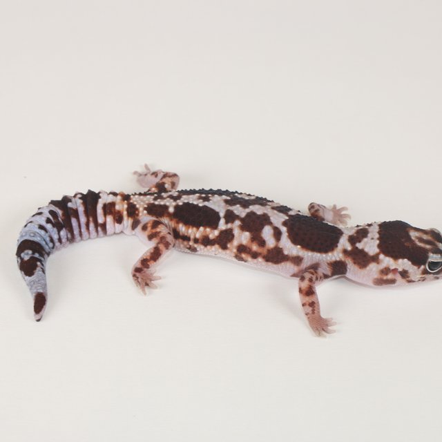 헷 아멜라니스틱 헷 카라멜