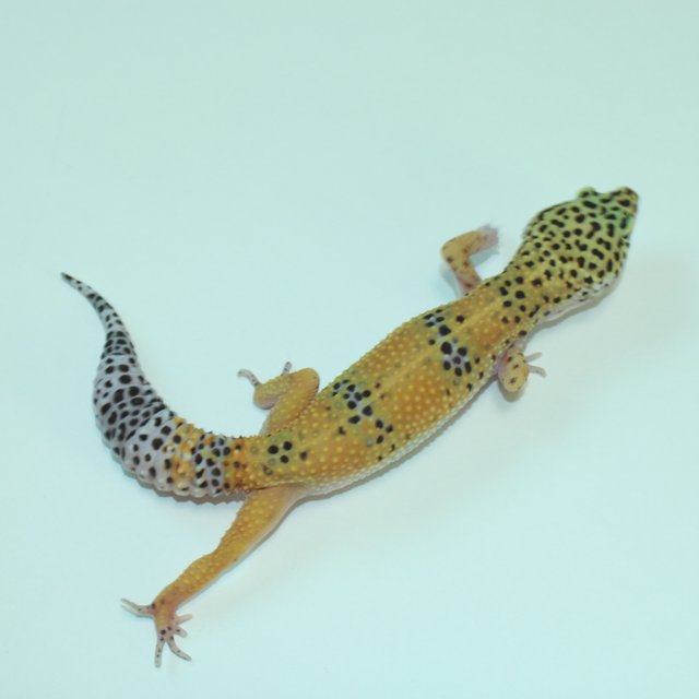 사이퍼 머피 패턴리스