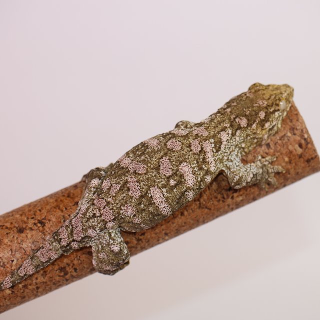 누아나 리핀리치스