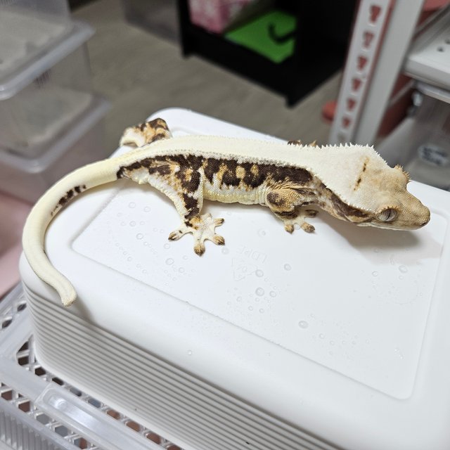 릴리화이트 솔리드백