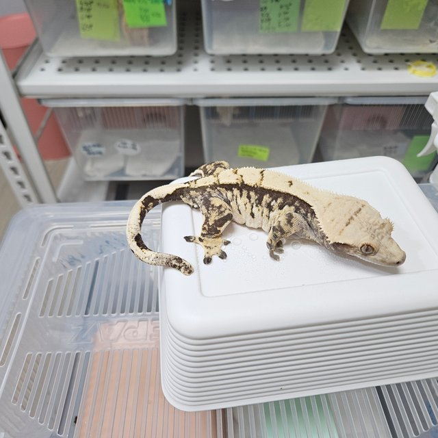 노멀 트라이 할리퀸