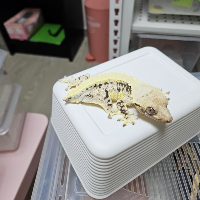 릴리화이트 솔리드백