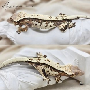 세이블 텐저린 (부)