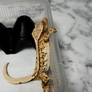 노멀 트라이 익스트림할리퀸 핀스트라이프