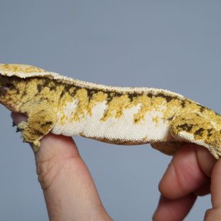 보리
