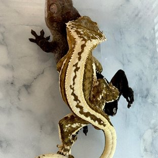 곤