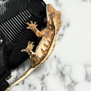 세이블 핀스트라이프 화이트핀 텐저린