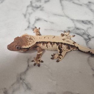 세이블 화이트크라운 텐저린 풀핀