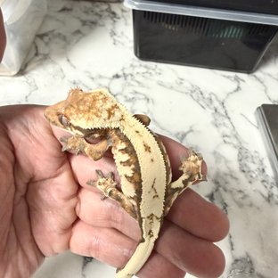 세이블 핀스트라이프 화이트핀 텐저린