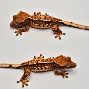 트라이 익스트림할리퀸 쿼드 텐저린 핀스트라이프