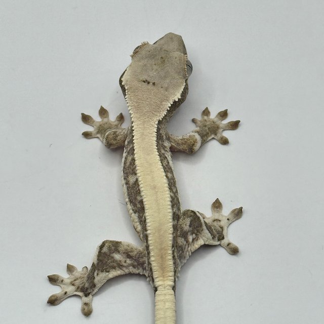 릴리100%헷아잔틱 솔리드백