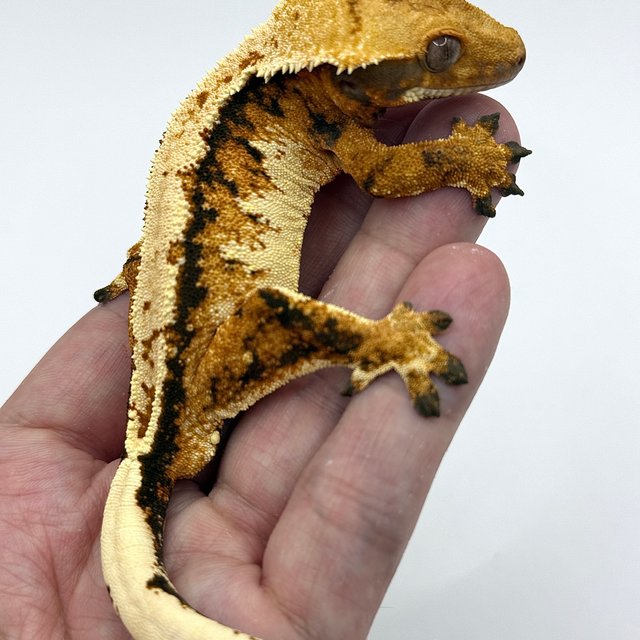 트라이 익스트림할리퀸 텐저린 할리퀸 노멀