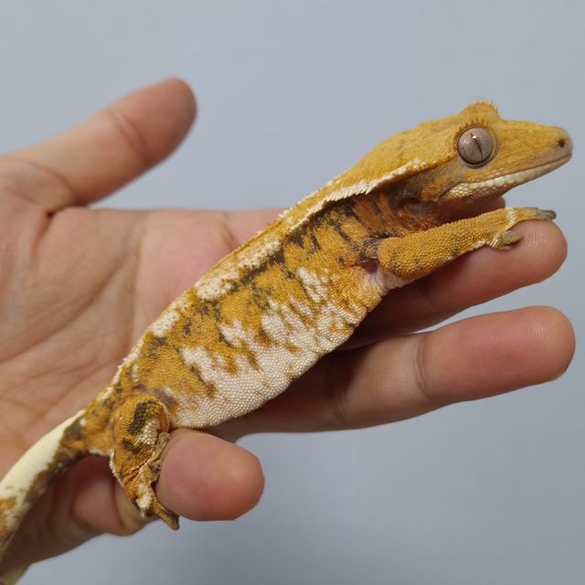 트라이