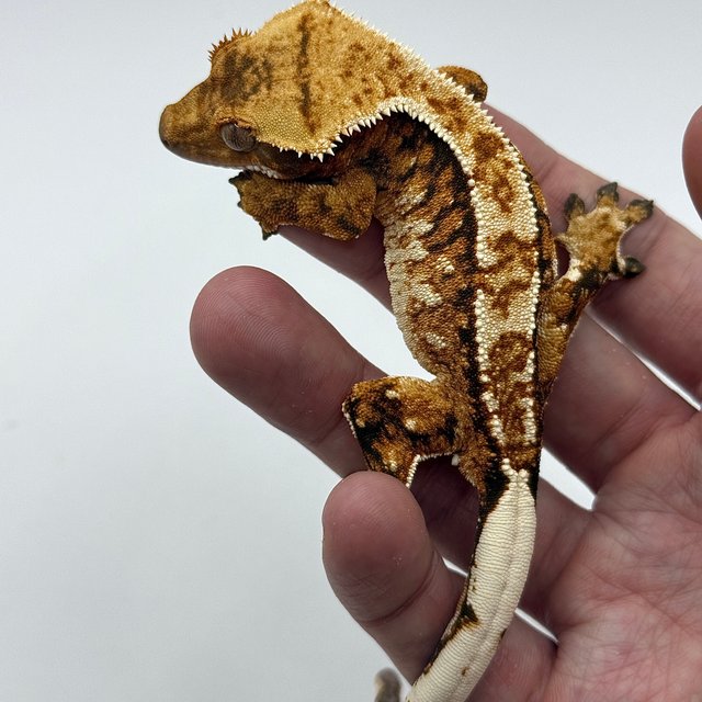 노멀 트라이 익스트림할리퀸 텐저린 할리퀸