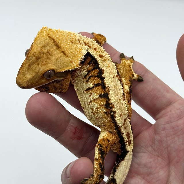 트라이 익스트림할리퀸 텐저린 할리퀸 노멀