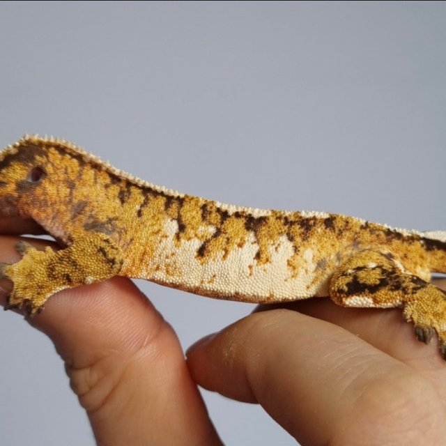 노멀 트라이 텐저린