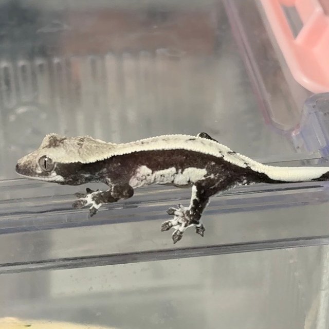 아잔틱 솔리드백