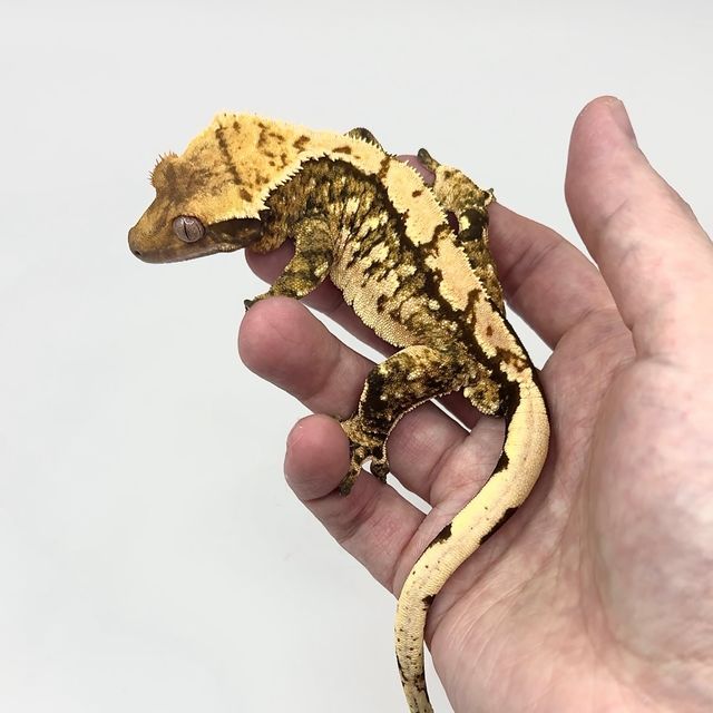 노멀 트라이 익스트림할리퀸 할리퀸 텐저린