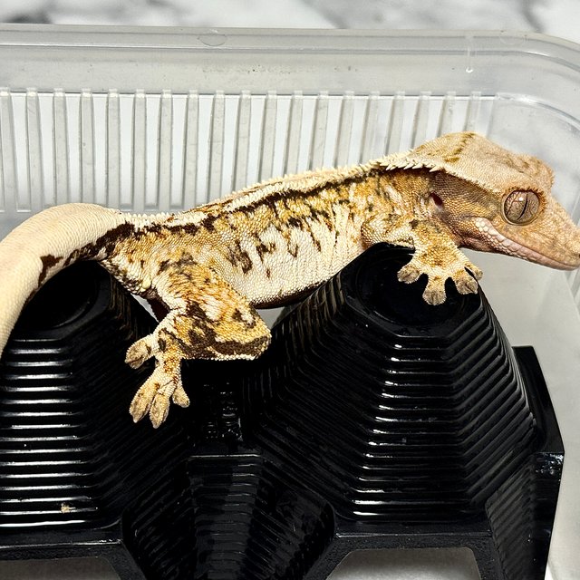 노멀 트라이 익스트림할리퀸 핀스트라이프