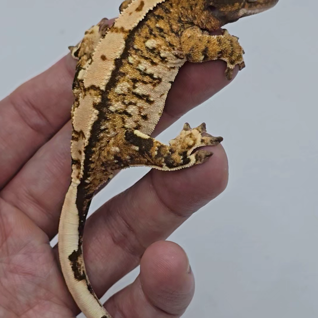 노멀 트라이 익스트림할리퀸 할리퀸 텐저린