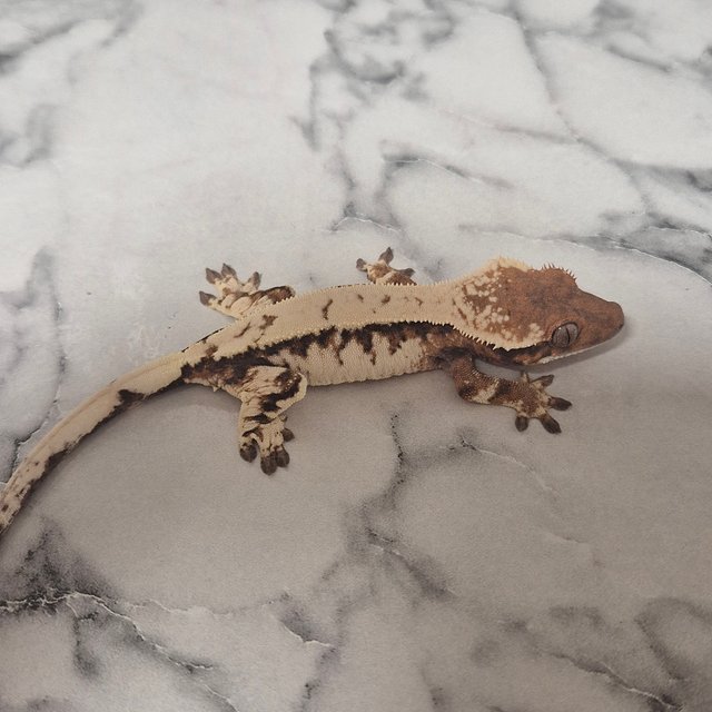 세이블 화이트크라운 텐저린 풀핀