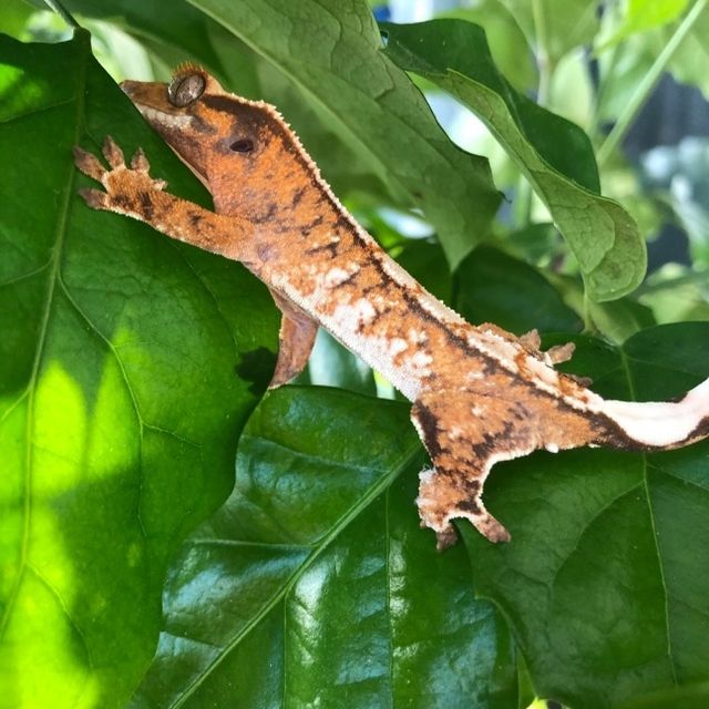 트라이