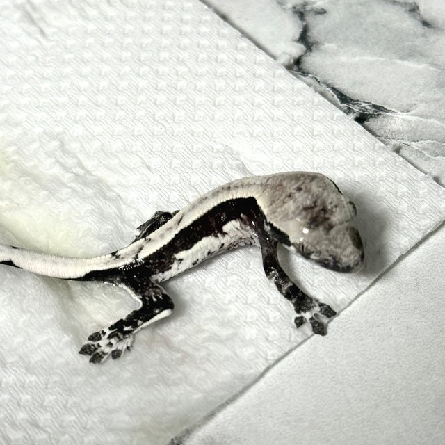 아잔틱 솔리드백