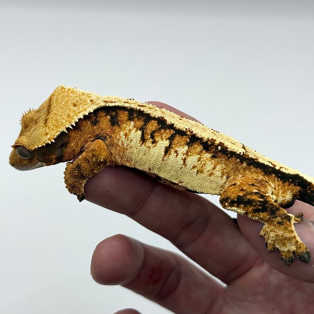 트라이 익스트림할리퀸 텐저린 할리퀸 노멀