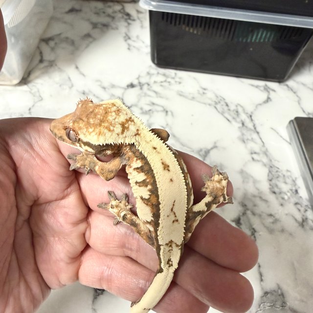 세이블 핀스트라이프 화이트핀 텐저린