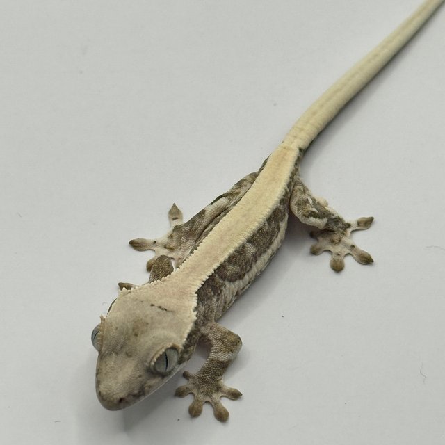 릴리100%헷아잔틱 솔리드백