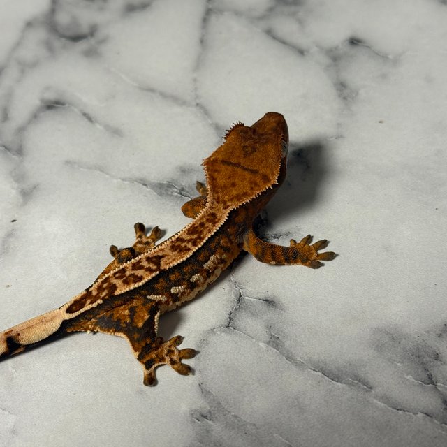 트라이 익스트림할리퀸 쿼드 텐저린 핀스트라이프