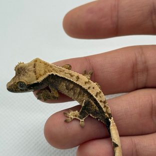 노멀 트라이 화이트스팟