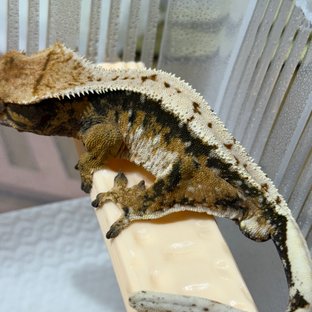 트라이 드리피 화이트스팟