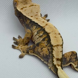 트라이 익스트림할리퀸