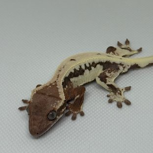 릴리 세이블 100%헷아잔틱